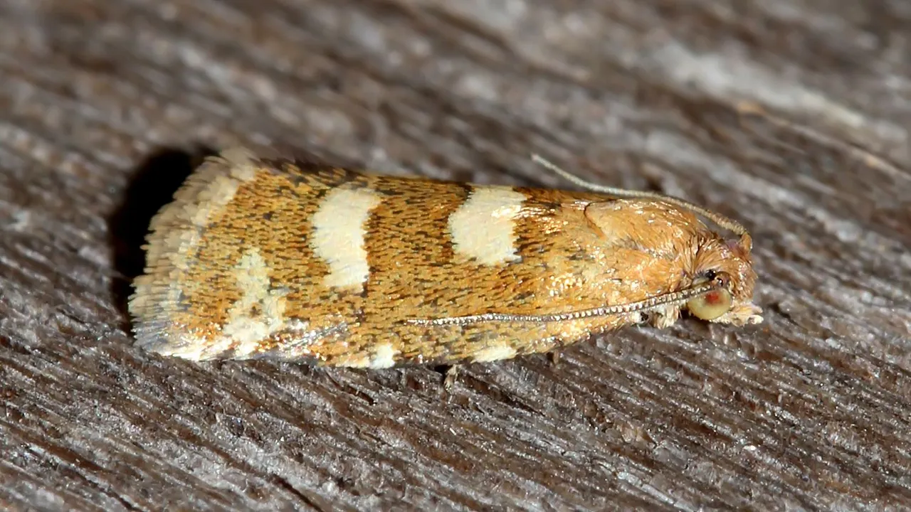 Insects Lepidoptera Glyphipterigidae Glyphipterix MV BY Tas 2018-02-06 n1.jpg