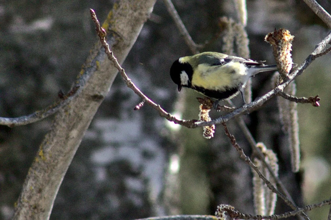 Great tit