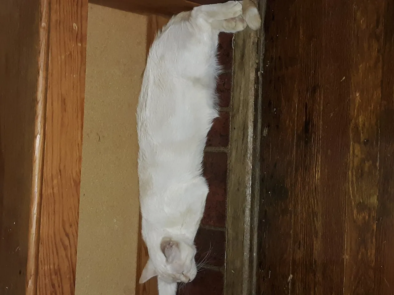 Meow Mix VS Kit And Kaboodle