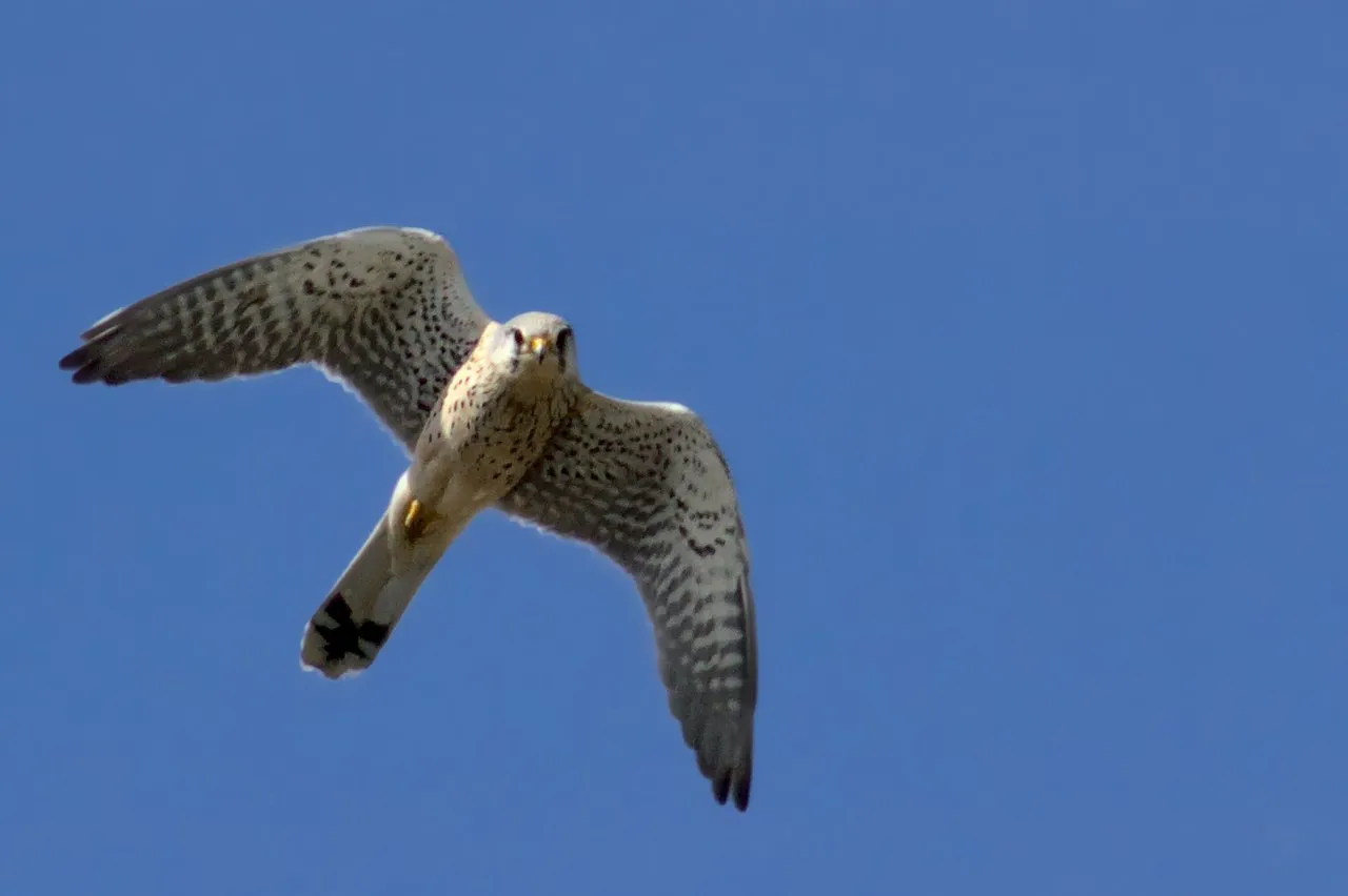 Common Kestrel in flight