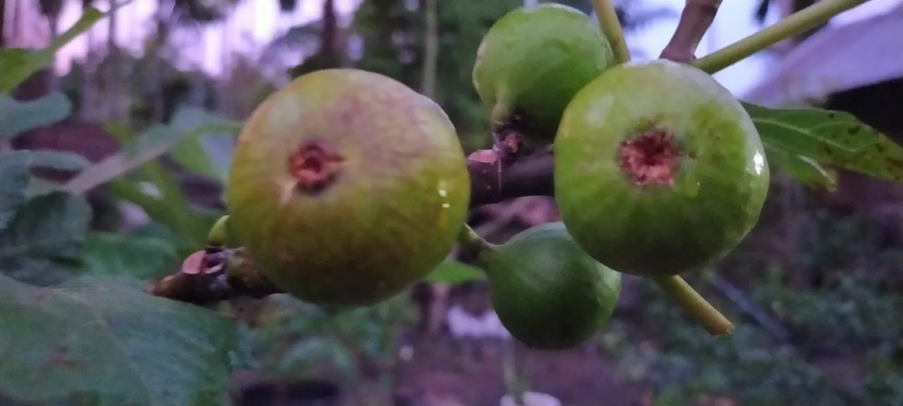 Berbagi Informasi Perbedaan Buah Tin Dengan Buah Ara