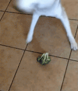 hvs79u.gif
