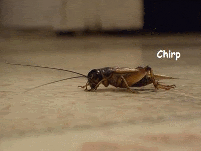 ofommr.gif
