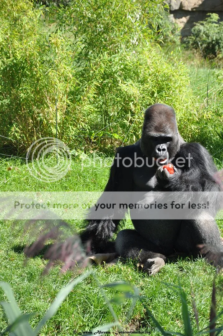 photo apes-in-the-berlin-zoo_2_zpsr8w6xxuo.jpg