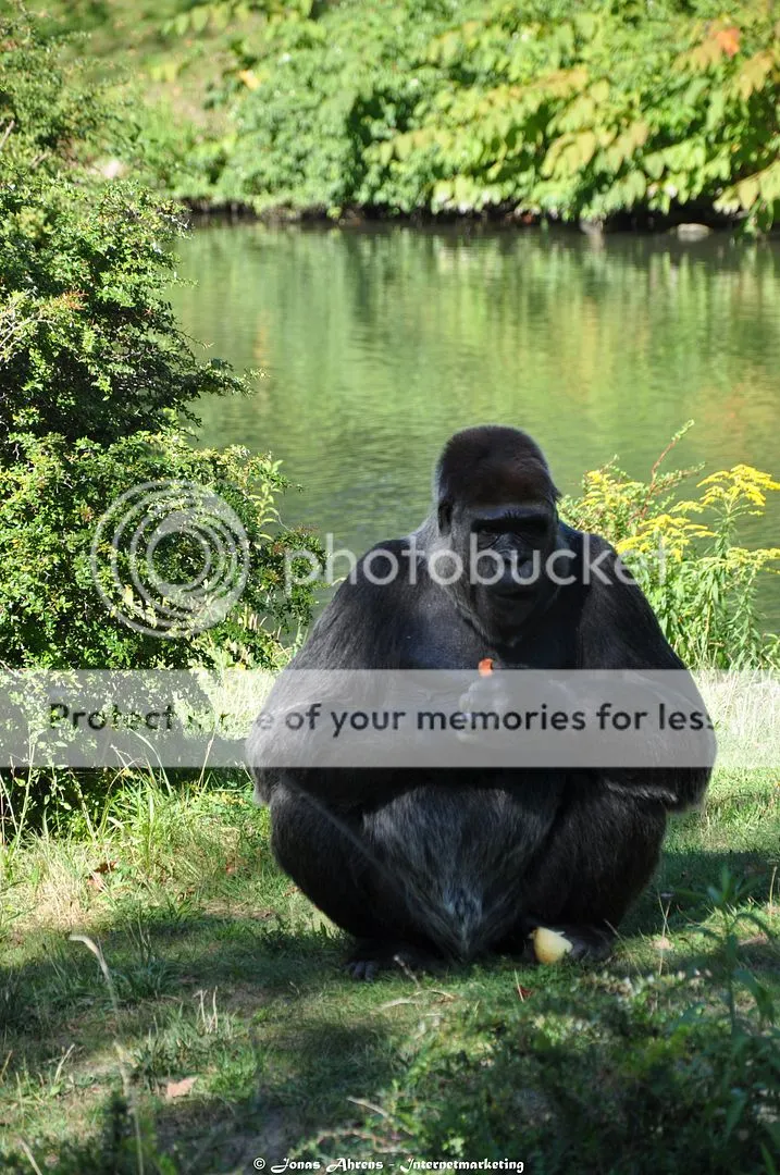 photo apes-in-the-berlin-zoo_3_zpsrfpootrg.jpg