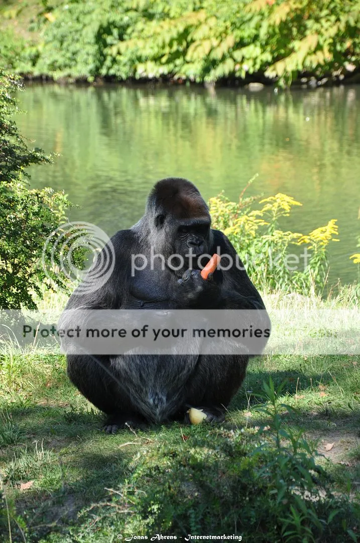 photo apes-in-the-berlin-zoo_4_zpsqwzw8mrz.jpg