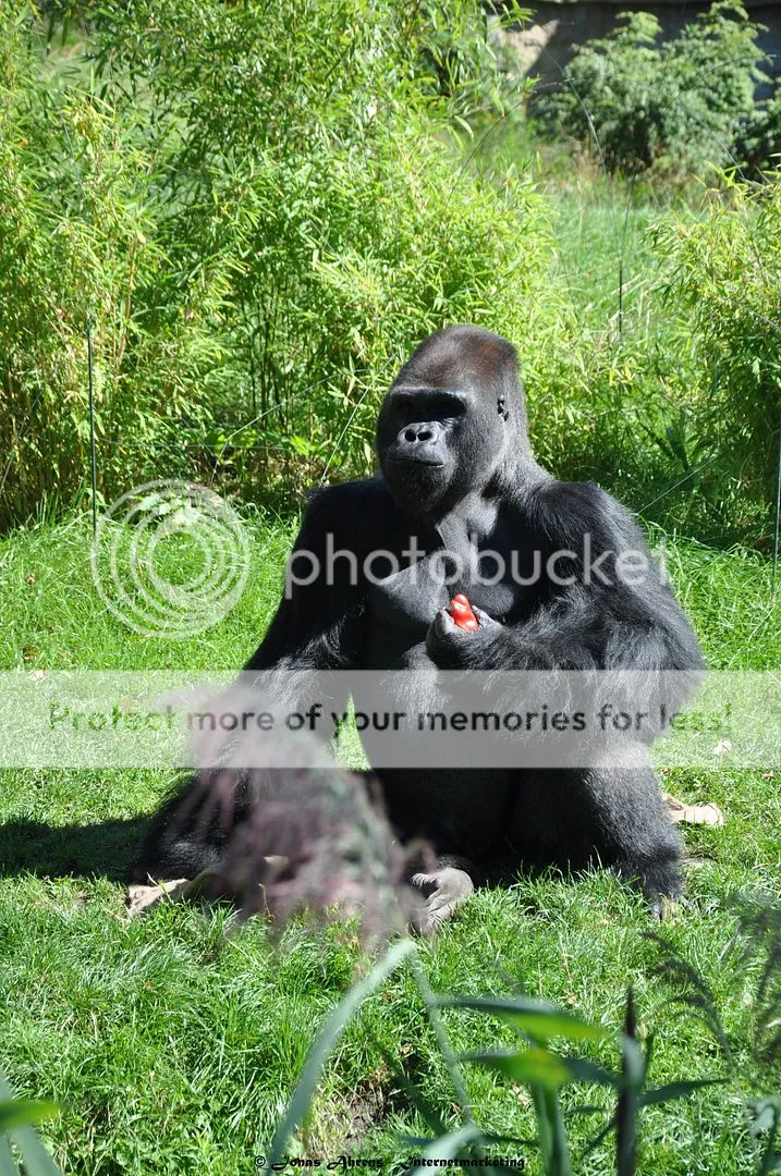 photo apes-in-the-berlin-zoo_5_zps8q9019ff.jpg