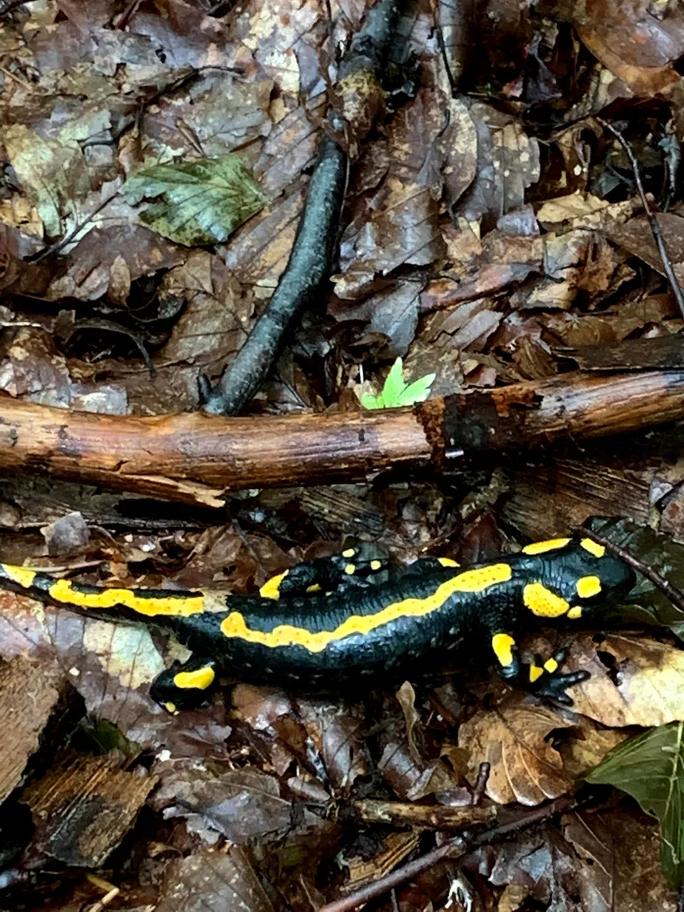 Salamandra Plamista