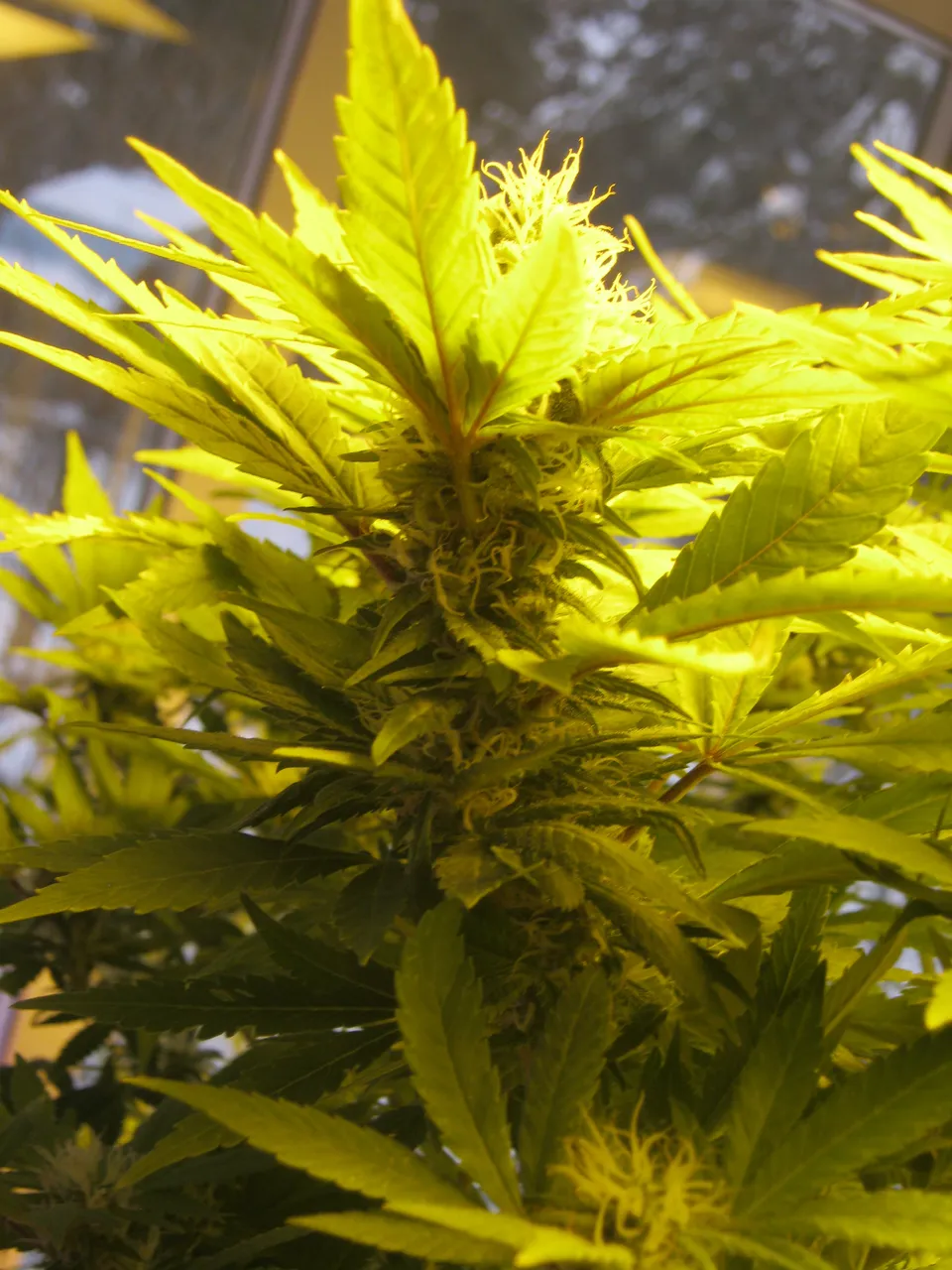 single cannabis bud upclose Jan 31.JPG