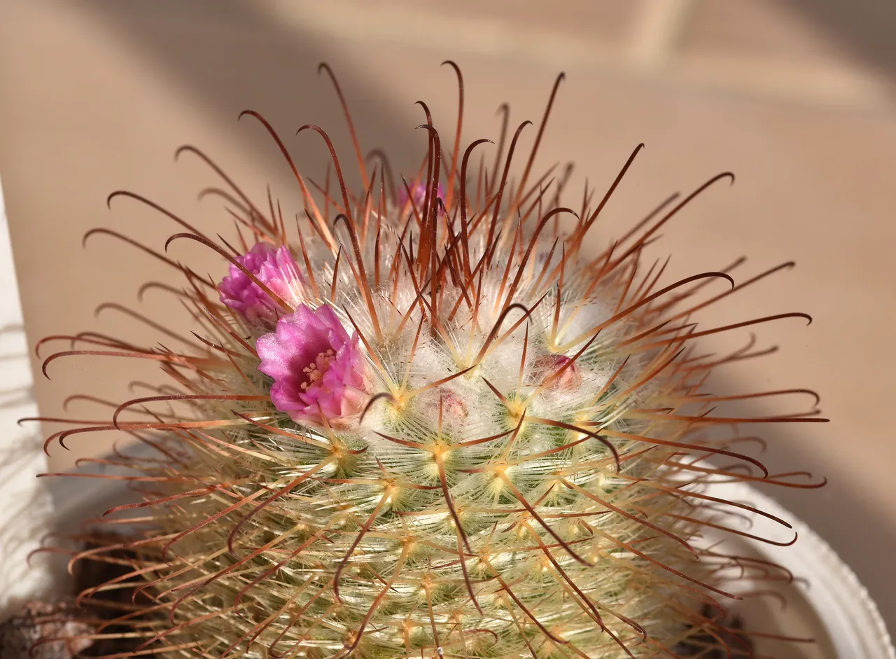 Mammillaria Bombycina winter bloom 7.jpg