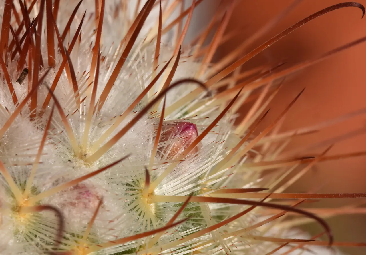 Mammillaria Bombycina winter bloom 3.jpg