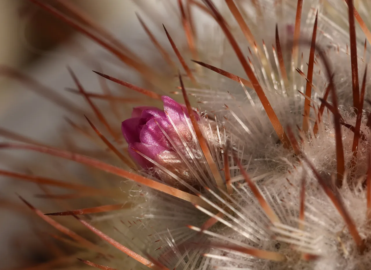 Mammillaria Bombycina winter bloom 2.jpg