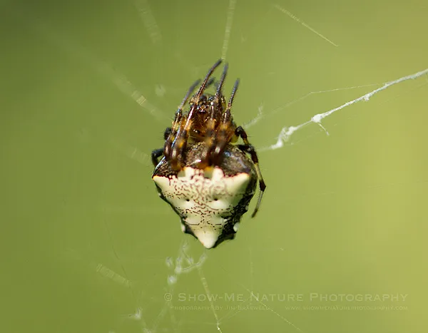 JimBraswell-A5DMK3-5688-TriangulateOrbSpider.jpg