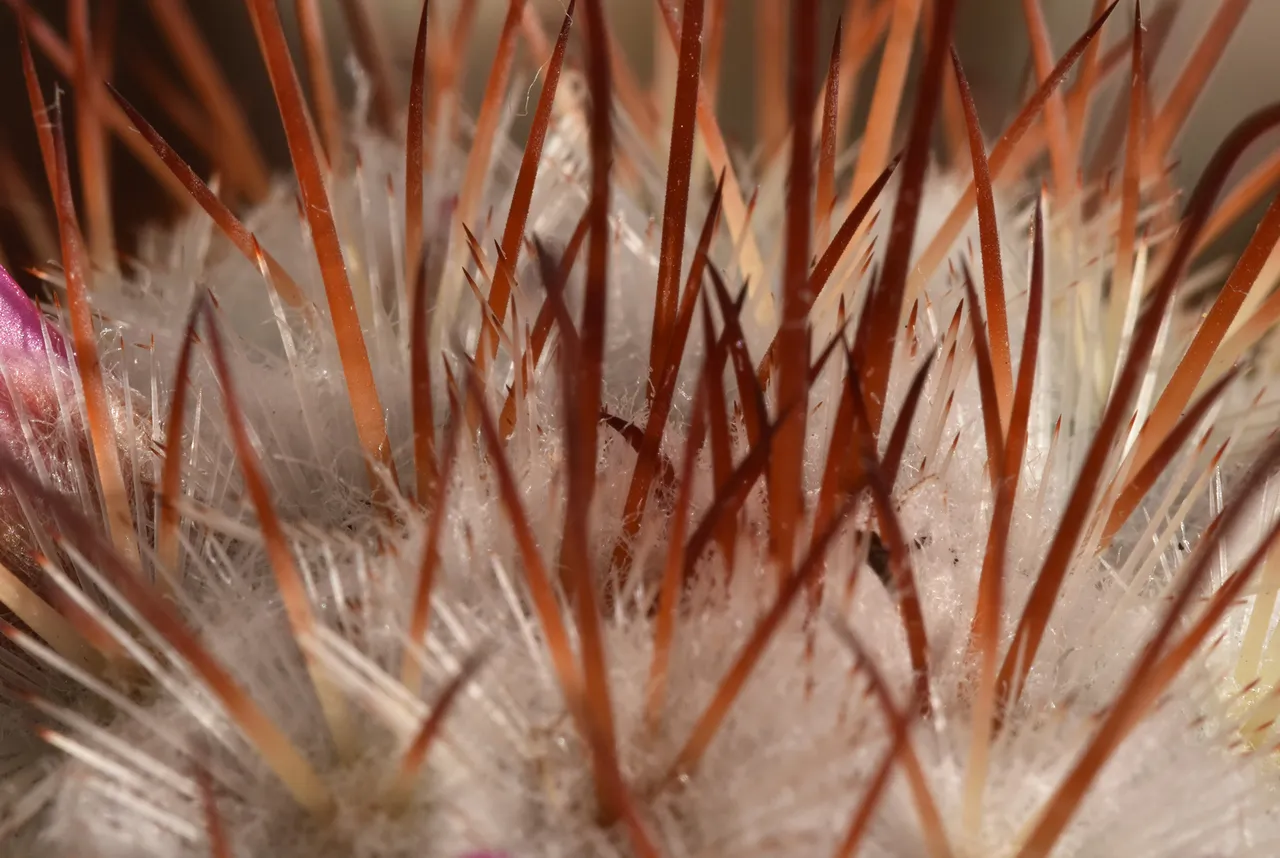 Mammillaria Bombycina winter bloom 4.jpg