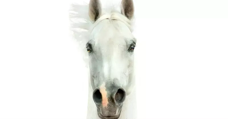 48601-pale-horse-thinkstock-olgaIT.1200w.tn.webp