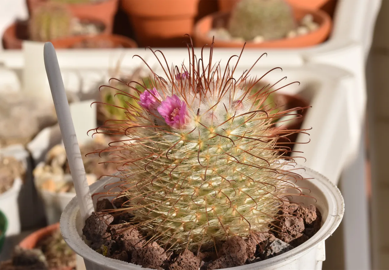 Mammillaria Bombycina winter bloom 1.jpg