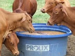 Animal Feed Mineral Additives market.jpg