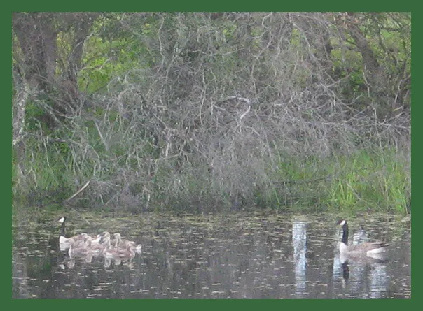 Goose family with goslings on pond.JPG
