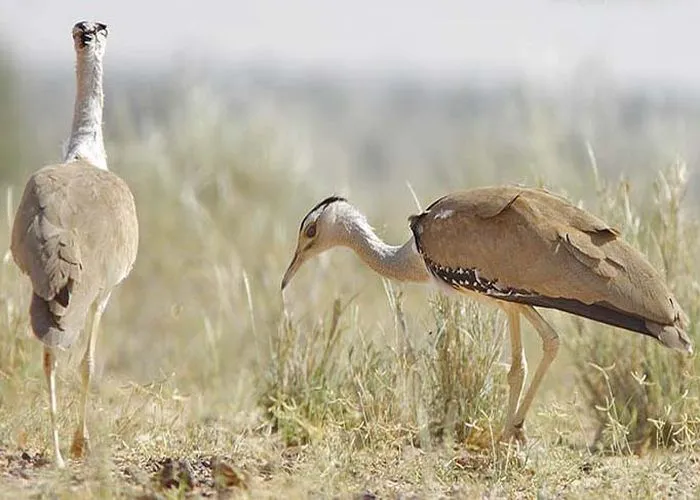 great-indian-bustard-55471e375d474_l_835x547.jpg