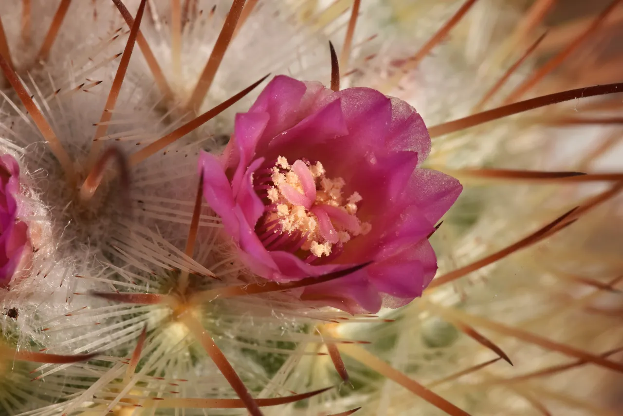 Mammillaria Bombycina winter bloom 5.jpg