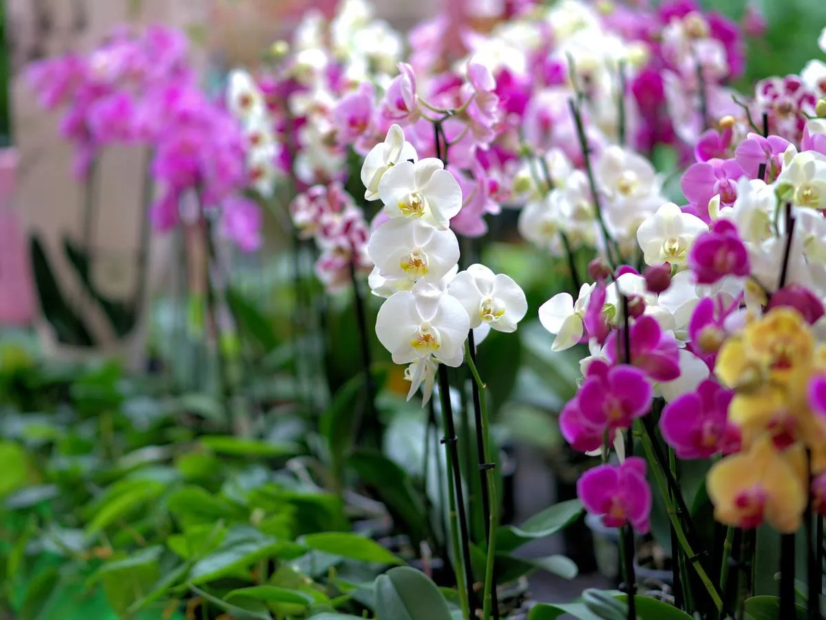 048726000_1567081125-orchid-3479539_1920.jpg