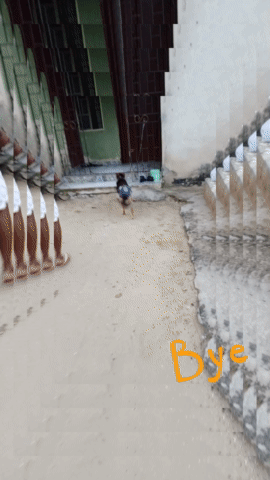 8a4f0277-134d-4423-909c-c5d227696a1d.gif