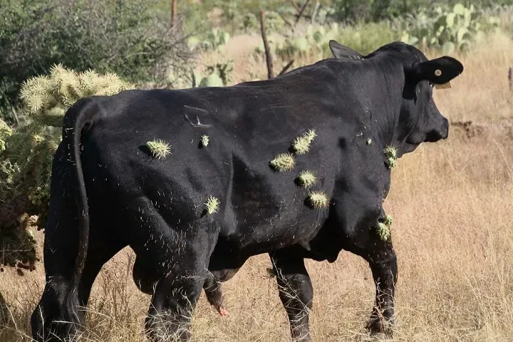 cholla-bull.png