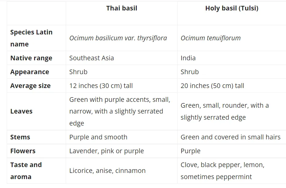 HolyBasil.png