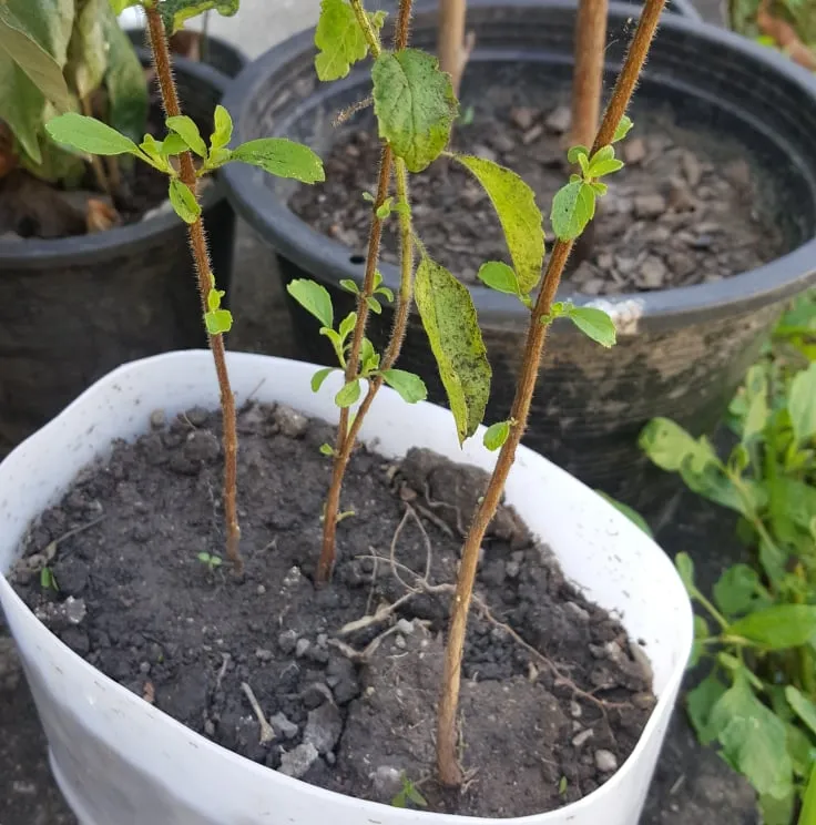 HolyBasil2.jpg