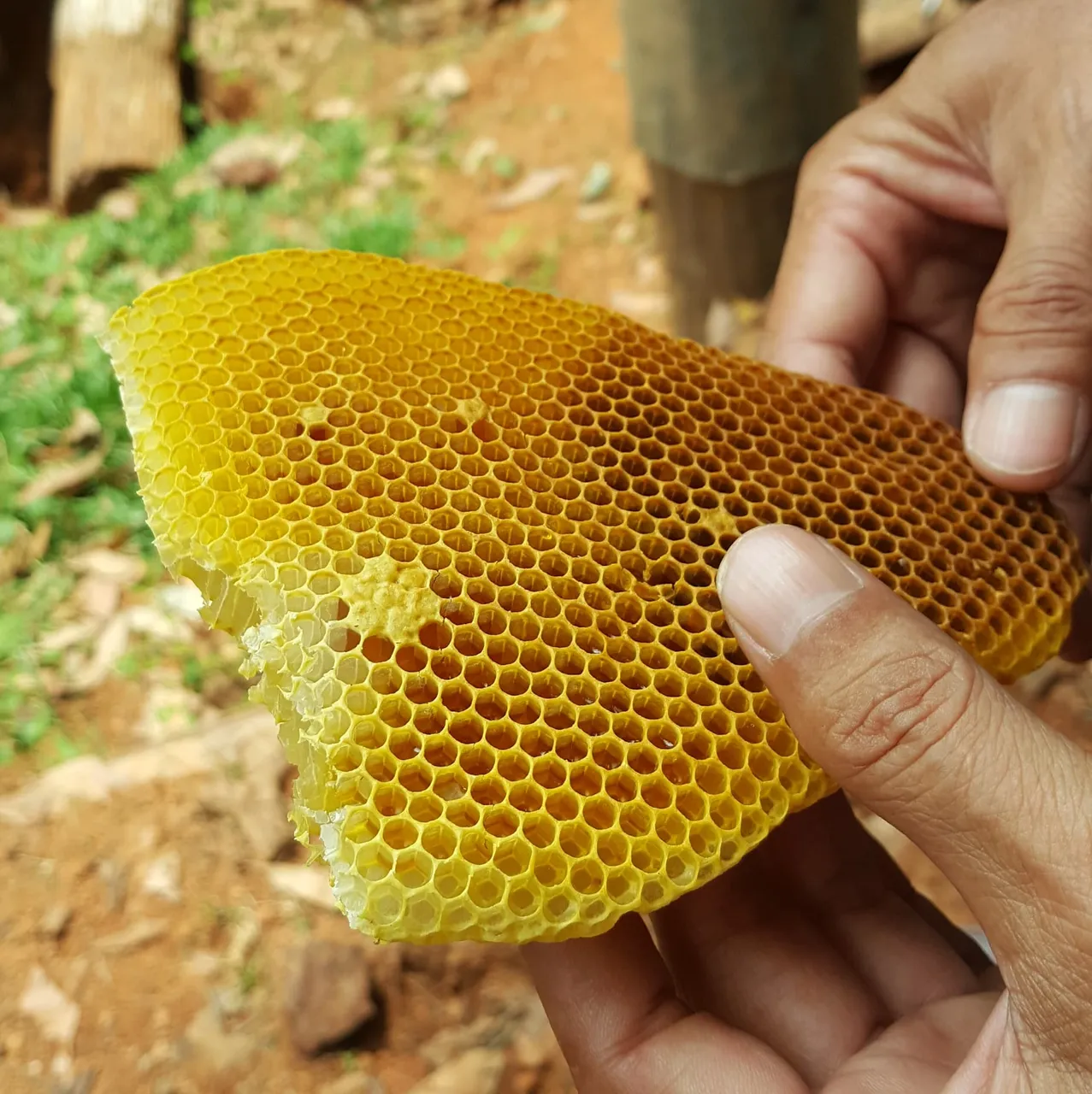 Beeswax4.jpg