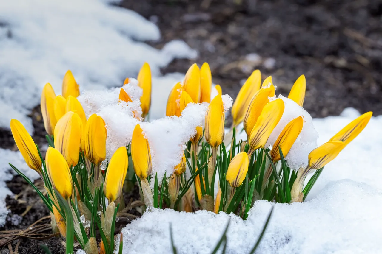 crocus snow.jpg