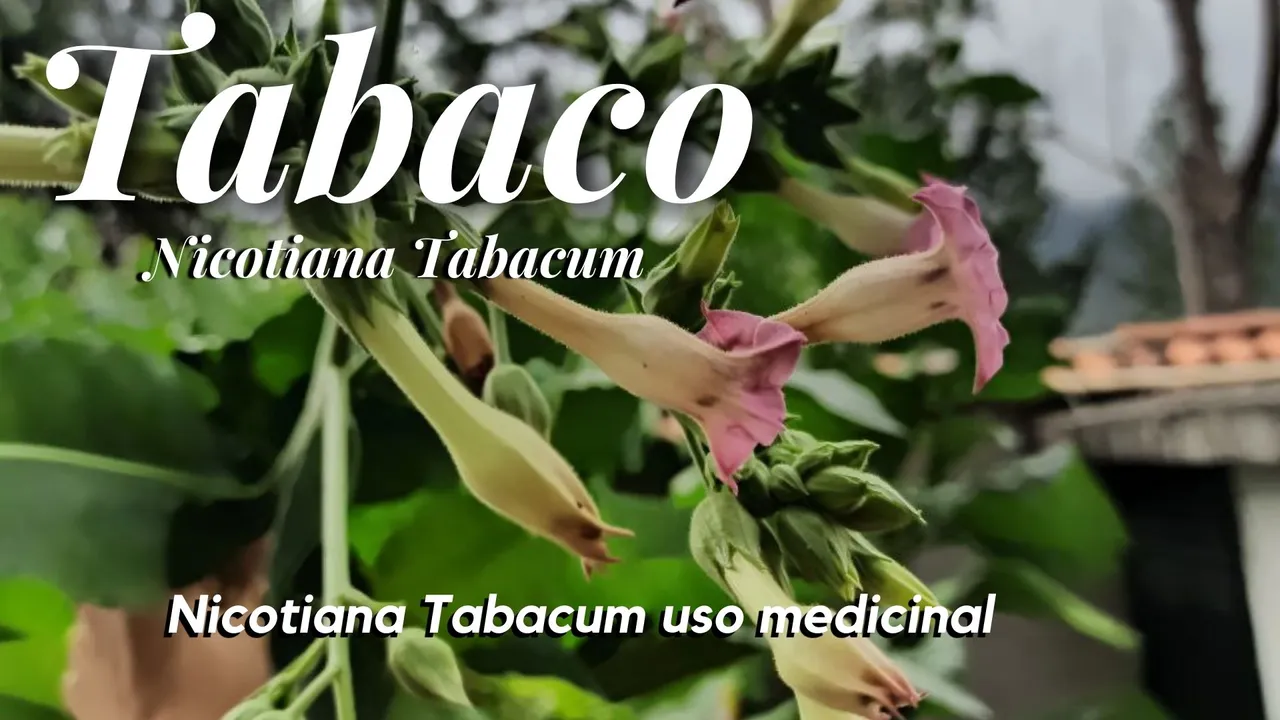 Nicotiana Tabacum uso ceremonial (2).jpg