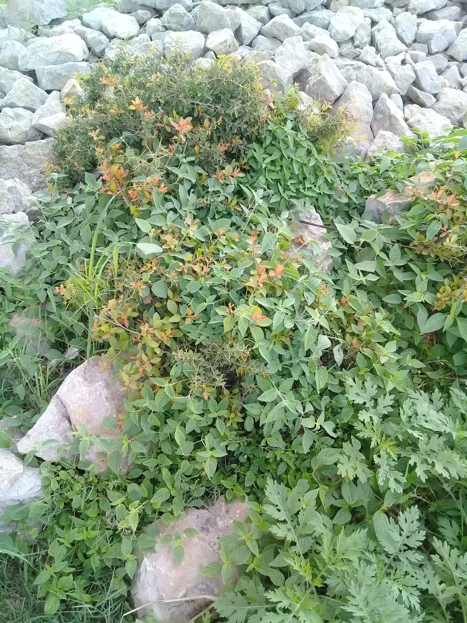 20180803_084752.jpg