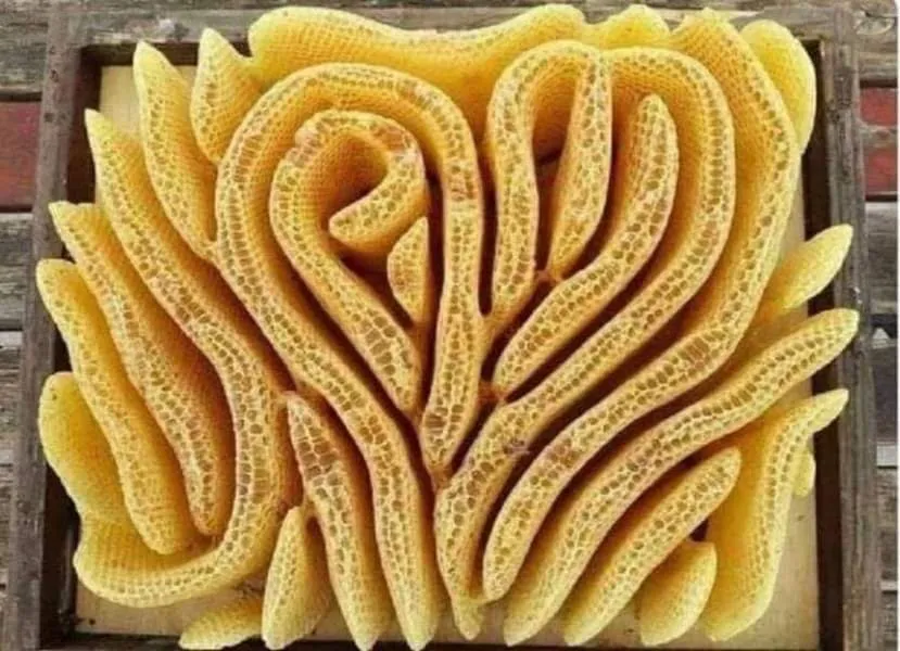 1000004631.jpg