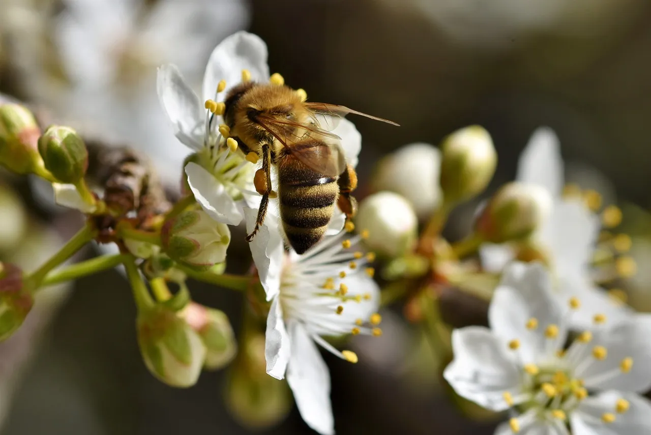 bee-4931194_1280.jpg