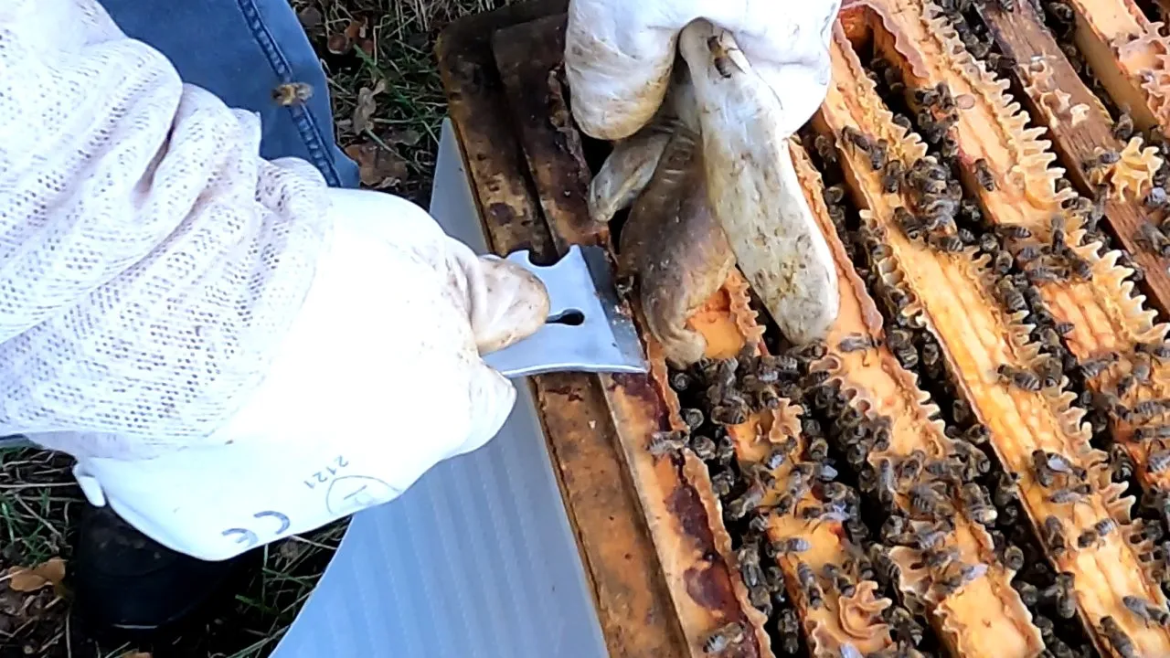 Propolis-Sammeln-abkratzen.jpg