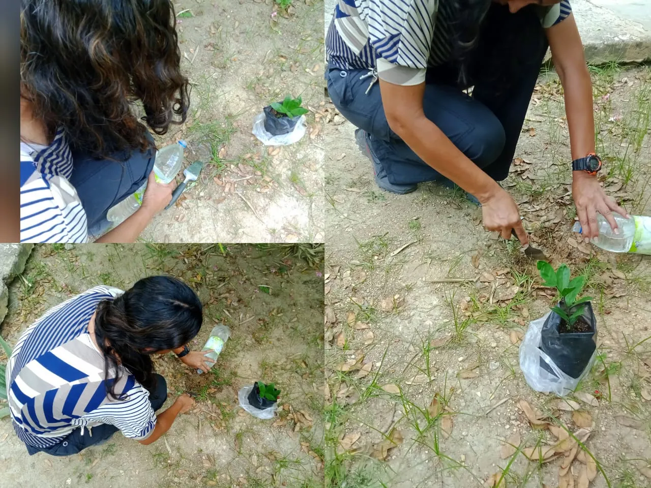 plant a tree (11).jpeg