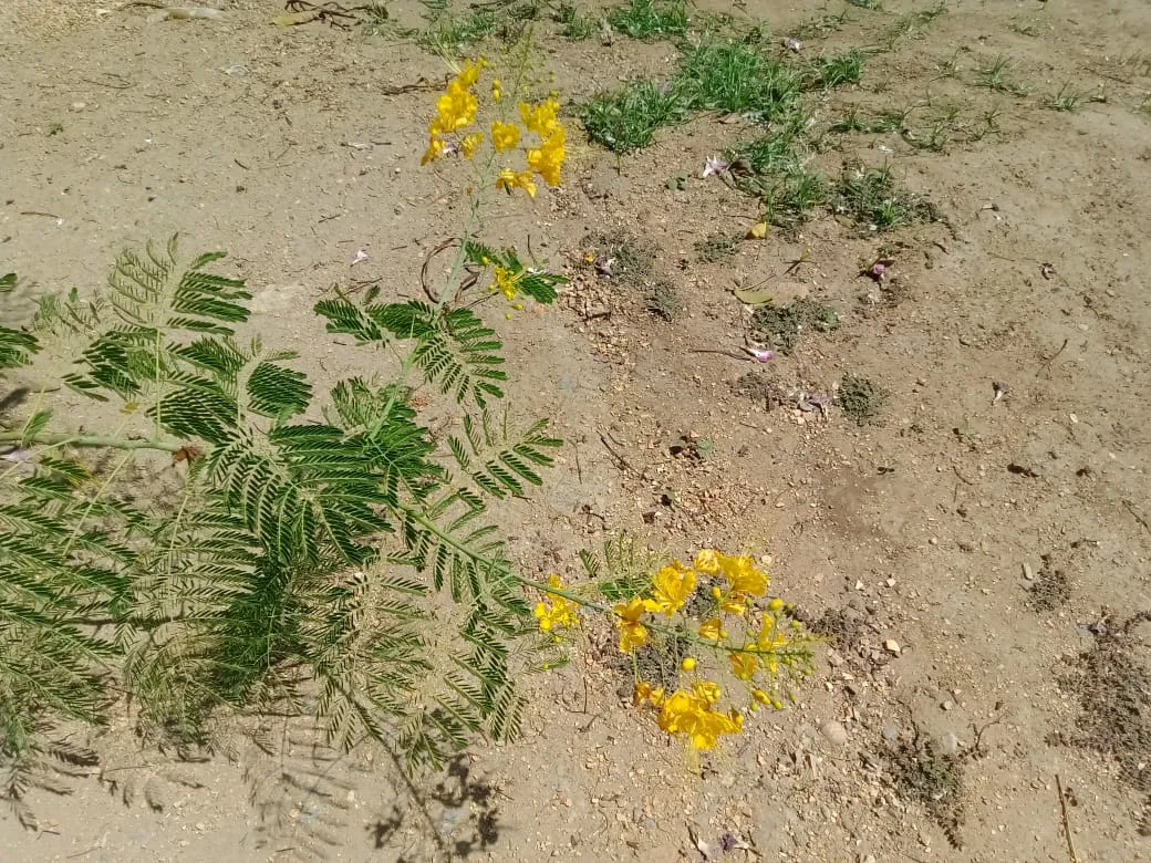 parque A (20).jpeg