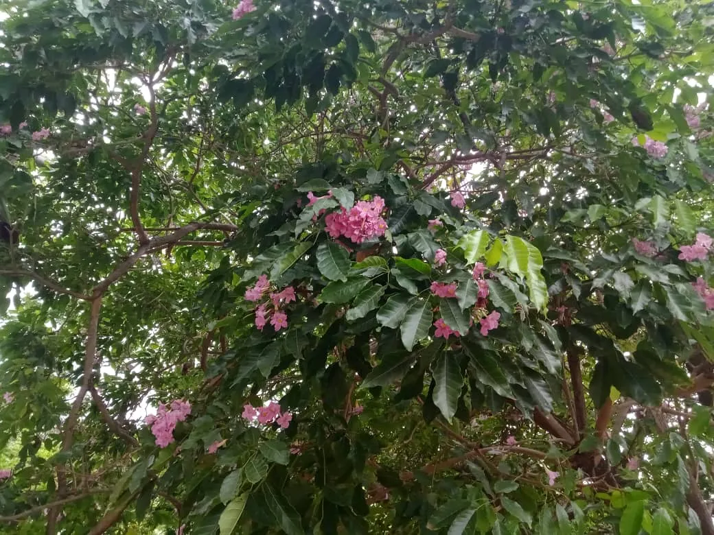 parque (6).jpeg