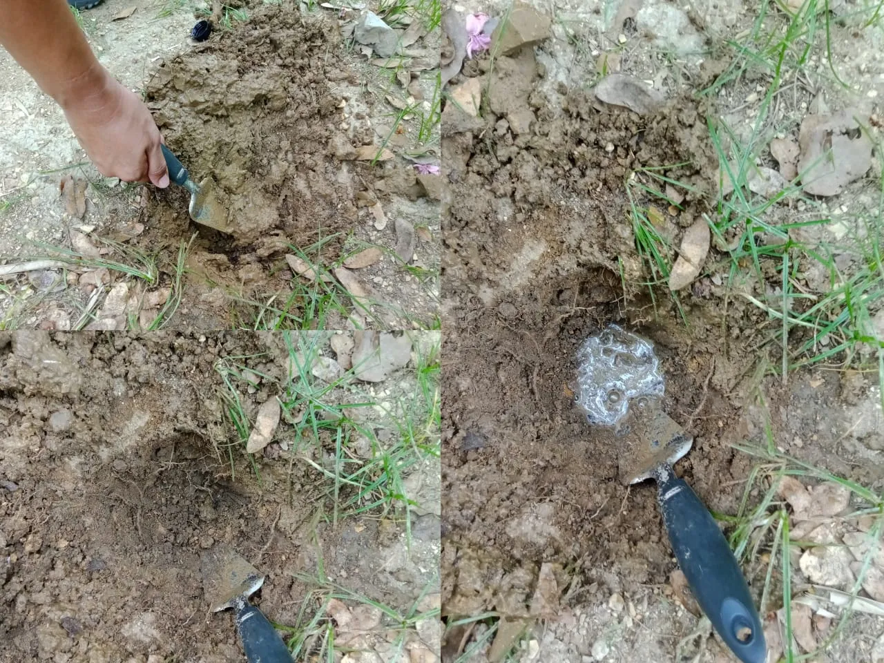 plant a tree (13).jpeg