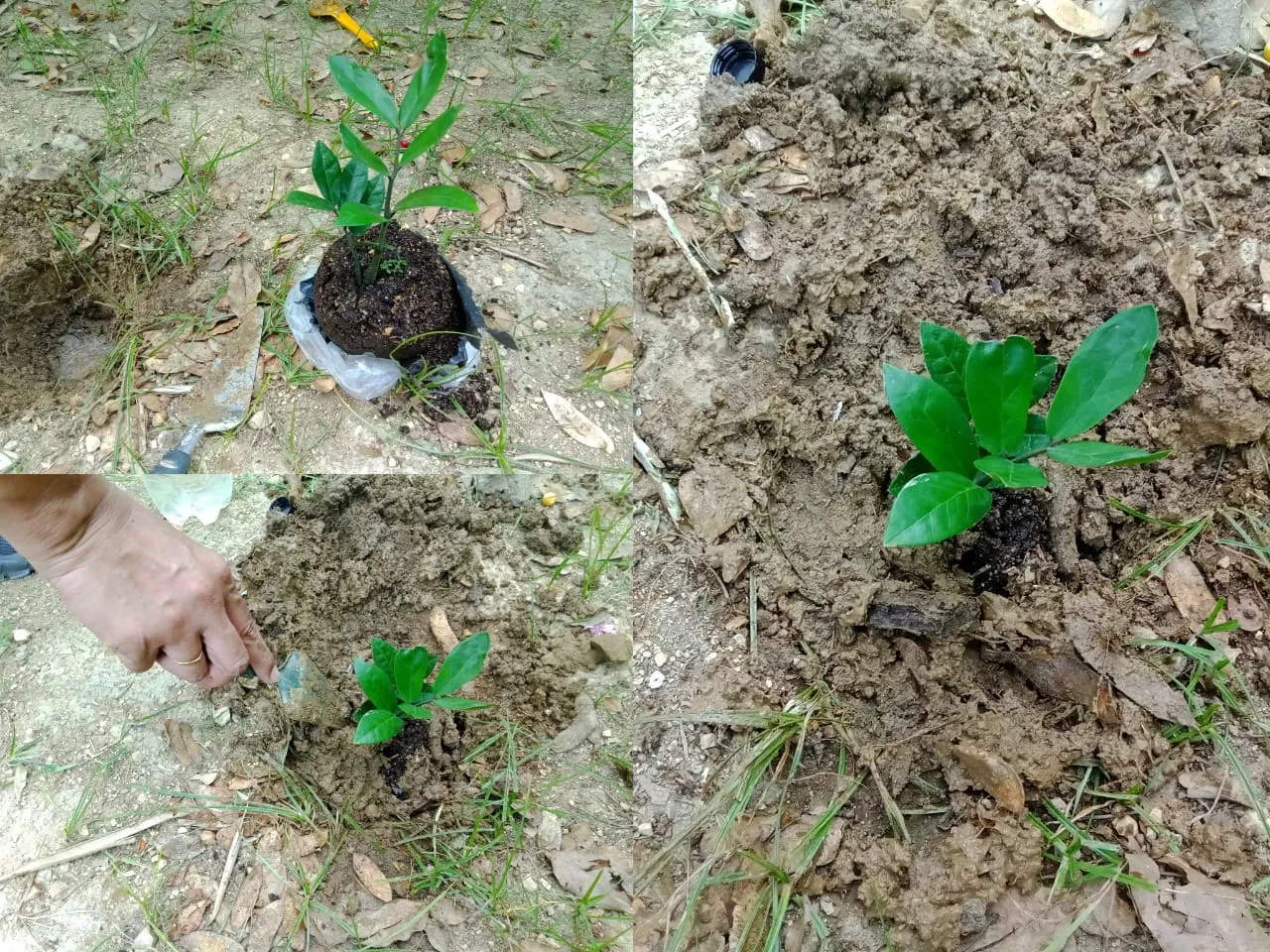 plant a tree (14).jpeg