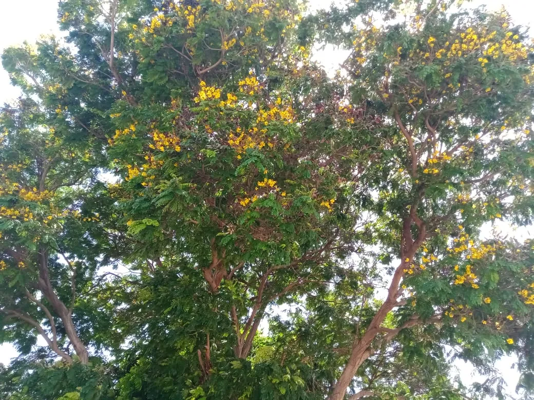 parque A (3).jpeg