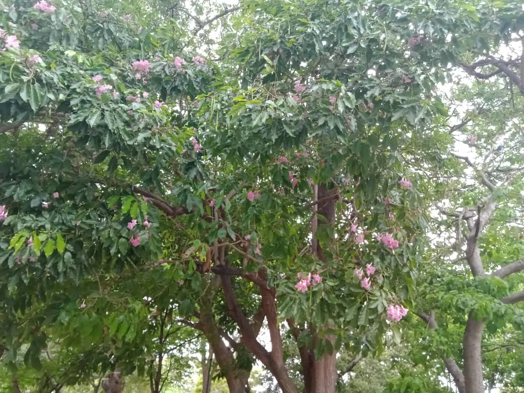 parque (7).jpeg