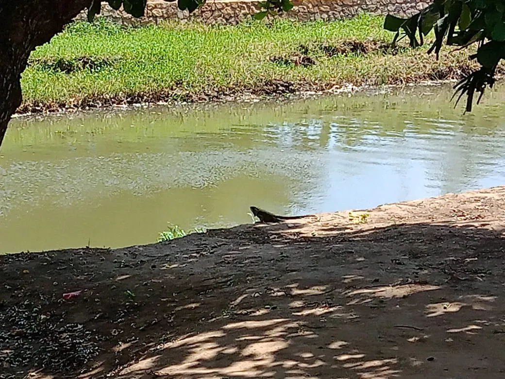 parque A (9).jpeg