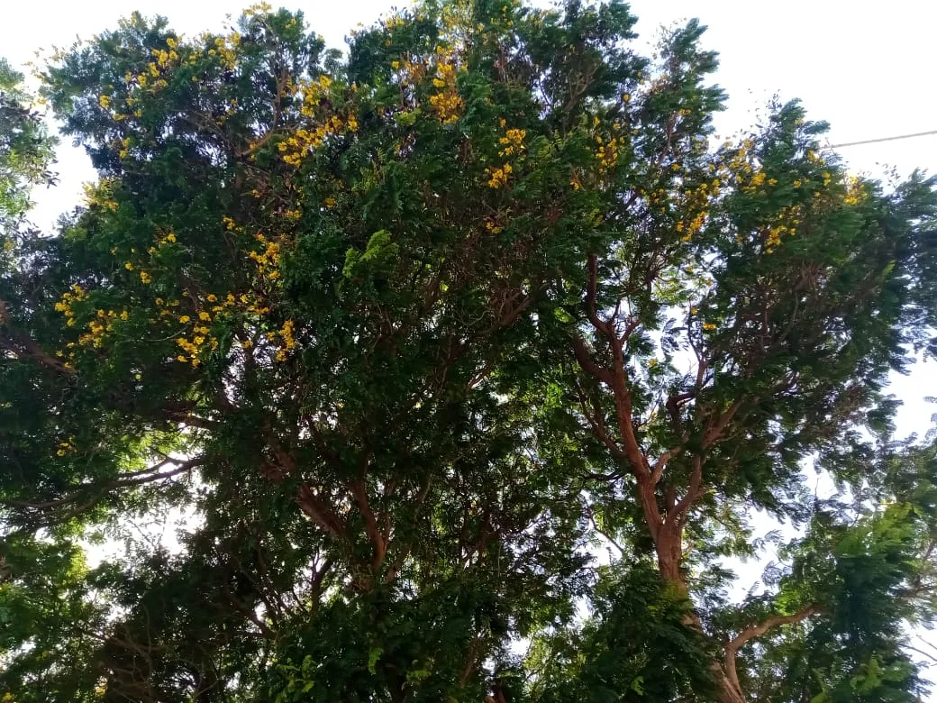 parque A (21).jpeg