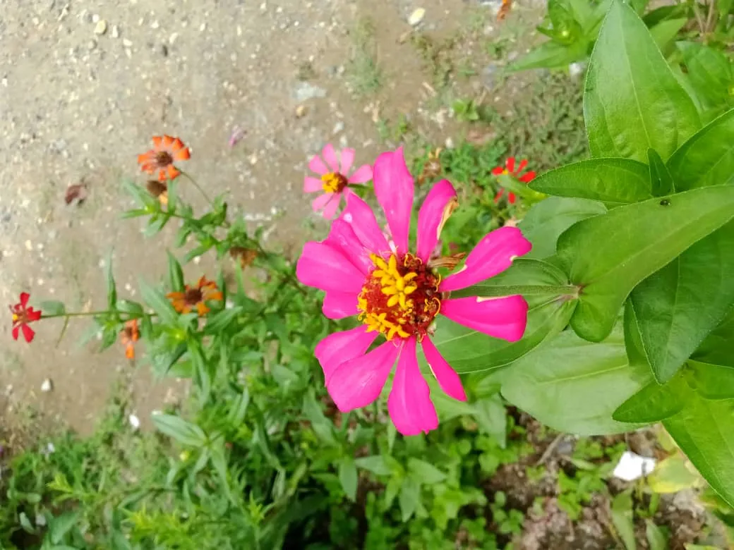 flor (2).jpeg