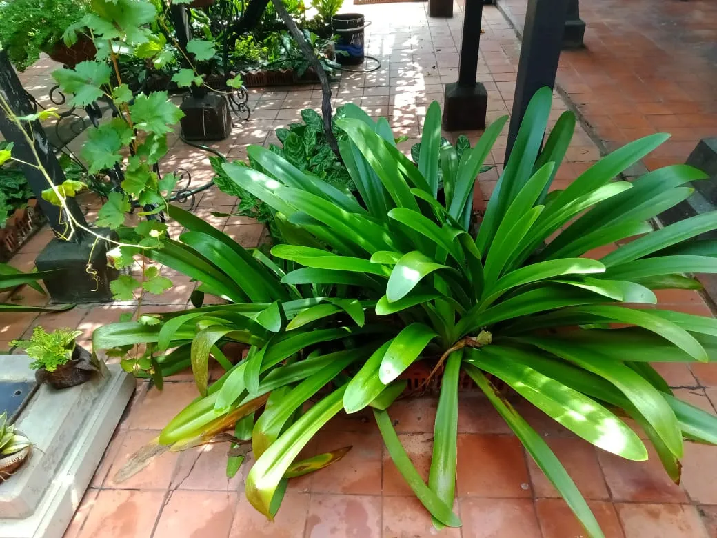 casa andres eloy (15).jpeg