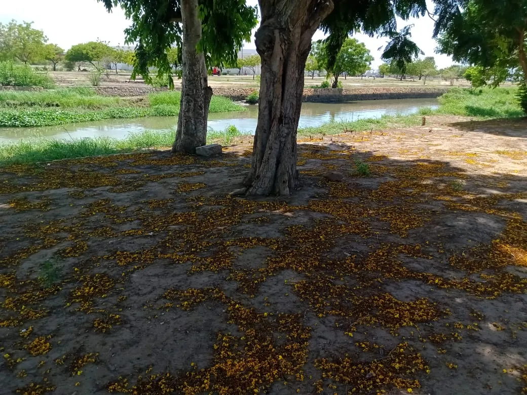 parque A (4).jpeg