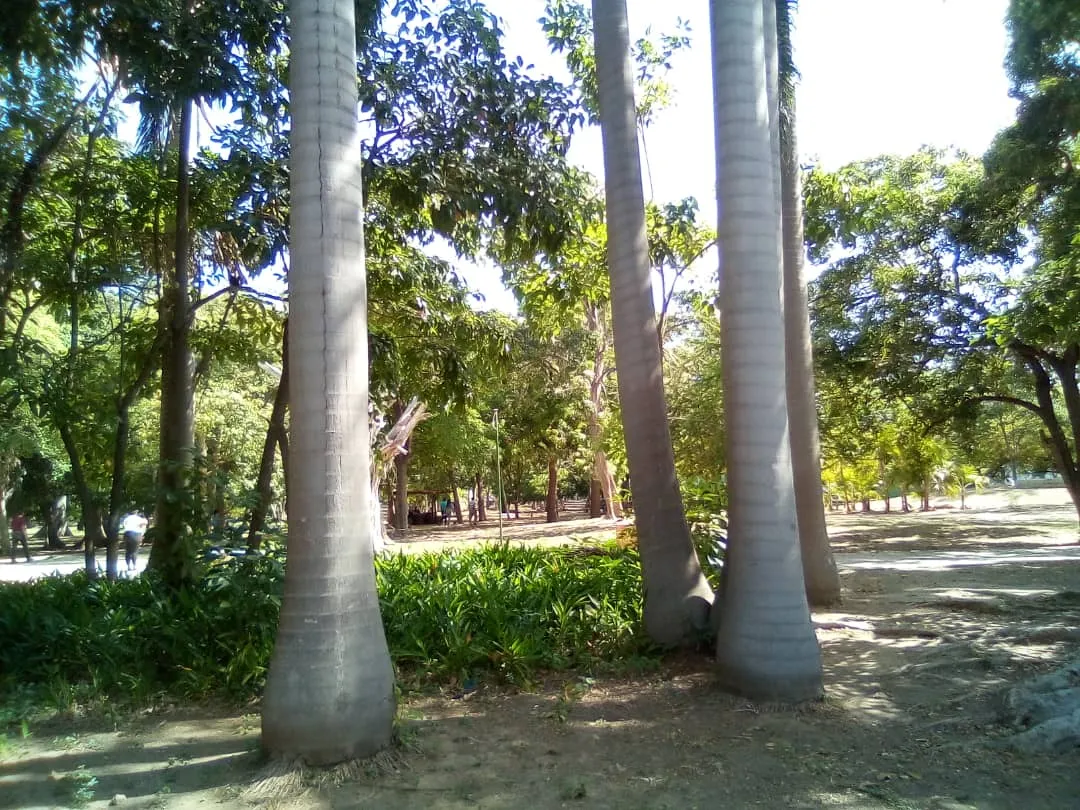 chaguaramos (3).jpeg