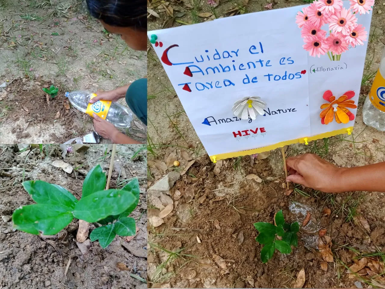 plant a tree (15).jpeg